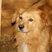 CAMINO -  reserviert 4Animals