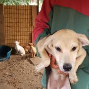 DORINA - reserviert Tierheim Lingen