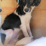 JANKA - reserviert 4Animals