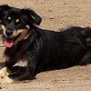 JOHN-BOY -  reserviert 4Animals