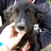 KLEIN EDDA - reserviert Tierheim Lingen