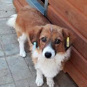 MARIECHEN (Smila)  - reserviert 4Animals