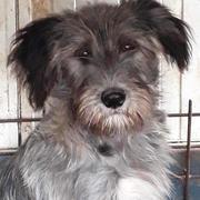 MERLY - reserviert SchnauzerNothilfe (G)