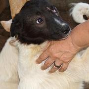 NOUKIE - reserviert (CD) - sehr zutraulich - über ein Jahr im Tierheim