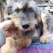 SAMSON - reserviert TH Lingen