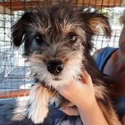 VICO - reserviert SchnauzerNothilfe (GC)