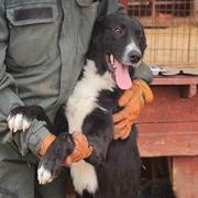 COBY - reserviert Hundescheune Fläming