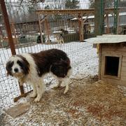 MIORO - reserviert Hilfe für Herdenschutzhunde