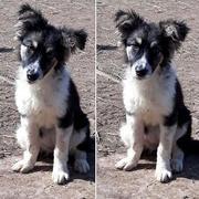 BELINDA (ILEANA) - reserviert Tierhilfe Lebenswert e.V. (MP)
