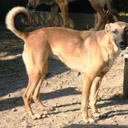BREEZE - reserviert Tierhilfe Lebenswert e.V. (MP)