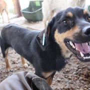 KARLSON - reserviert Menschen für Tiere Landau (G)