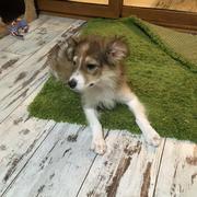 LINETTE (BETTY) - reserviert THL