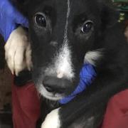 MOWGLI - reserviert Hamburger Tierschutzverein