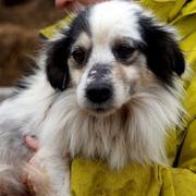 PAULI - Oldie - reserviert THL (G)