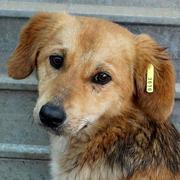 JETLA - reserviert Tierhilfe Lebenswert e.V. (MP)