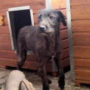 McCOY - reserviert SchnauzerNothilfe (GC)