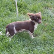 MARRY - reserviert Tierheim Hamburg