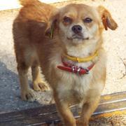 MILLY - reserviert (ProVitaAnimale)