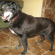 NICA - Alt und fast blind! - reserviert!