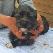 ESMIE - reserviert THL DR (NZ05/20)