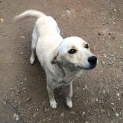 ALBANA (Alba) - reserviert Dog Rescue / Tierhilfe Lebenswert e.V. (MP)