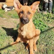 ALEXA - reserviert Dog Rescue / Tierhilfe Lebenswert e.V. (MP)