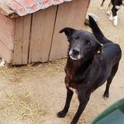 ALLY - reserviert Dog Rescue / Tierhilfe Lebenswert e.V. (MP)