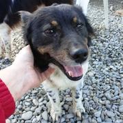 ANTALY - reserviert Dog Rescue / Tierhilfe Lebenswert e.V. (MP)