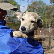 ARWEN - reserviert Dog Rescue / Tierhilfe Lebenswert e.V. (MP)