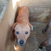 ARIELLA - reserviert Dog Rescue / Tierhilfe Lebenswert e.V. (MP)