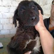 BEAUTY - reserviert Dog Rescue / Tierhilfe Lebenswert e.V. (MP)