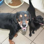 CAMEO - reserviert Dog Rescue / Tierhilfe Lebenswert e.V. (MP)