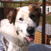DIESEL - reserviert Dog Rescue / Tierhilfe Lebenswert e.V. (MP)