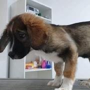 DUMBO - reserviert 4Animals