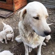 EDITA - reserviert Dog Rescue / Tierhilfe Lebenswert e.V. (SW)