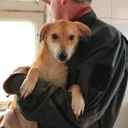 ELFIE - reserviert Dog Rescue / IH (MP)