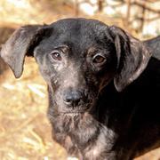 ERBSE - reserviert Dog Rescue / Tierhilfe Lebenswert e.V. (MP)