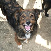 FARLY - reserviert Dog Rescue / Tierhilfe Lebenswert e.V. (MP)