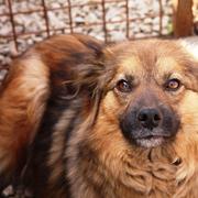 FERRA - reserviert Dog Rescue / Tierhilfe Lebenswert e.V. (MP)