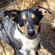FINN - reserviert Dog Rescue / Tierhilfe Lebenswert e.V. (MP)