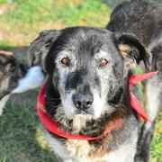 ADAMSON - reserviert Dog Rescue / Tierhilfe Lebenswert e.V. (MP)