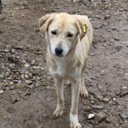 GIAH - reserviert Dog Rescue / Tierhilfe Lebenswert e.V. (MP)