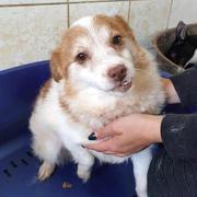 GISELA - reserviert Dog Rescue / Tierhilfe Lebenswert e.V. (MP)