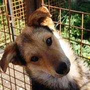 GOLO - reserviert Dog Rescue / Tierhilfe Lebenswert e.V. (MP)