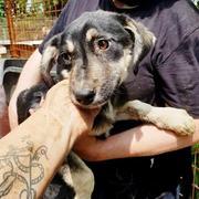 HAILY - reserviert Dog Rescue / Tierhilfe Lebenswert e.V. (MP)