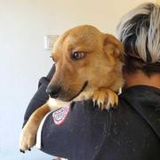 HALLUMI - reserviert Dog Rescue / Tierhilfe Lebenswert e.V. (MP)