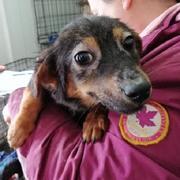IZZA - reserviert Dog Rescue / Tierhilfe Lebenswert e.V. (MP)