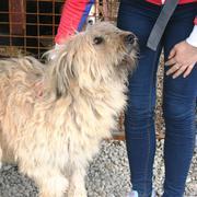 JACKIE - reserviert Dog Rescue / Tierhilfe Lebenswert e.V. (MP)