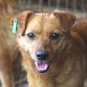 JANI - reserviert Dog Rescue / Tierhilfe Lebenswert e.V. (MP)