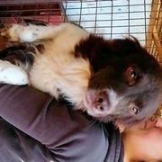 JAYDEN - reserviert Dog Rescue / Tierhilfe Lebenswert e.V. (MP)